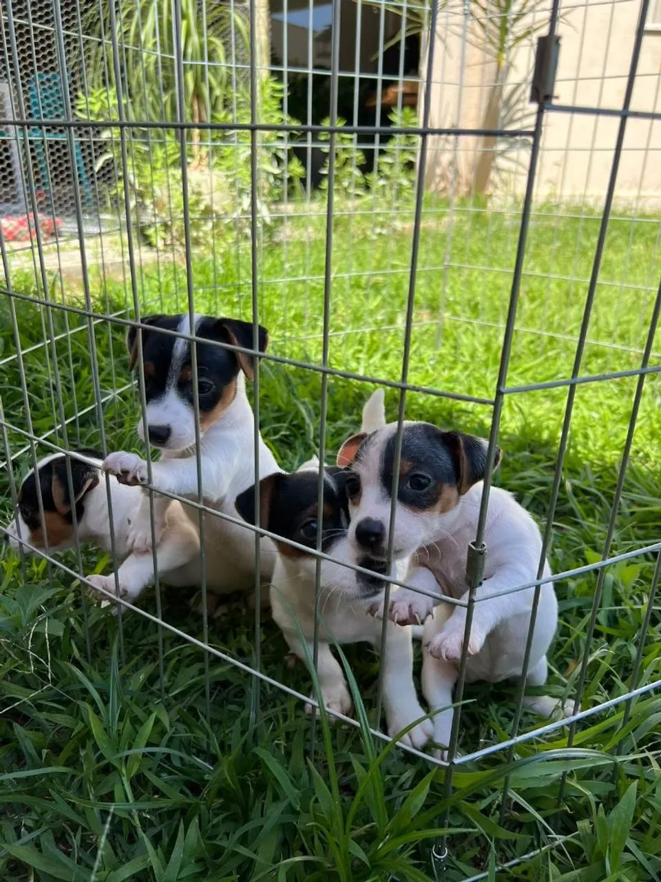 Jack russell  - Foto 3