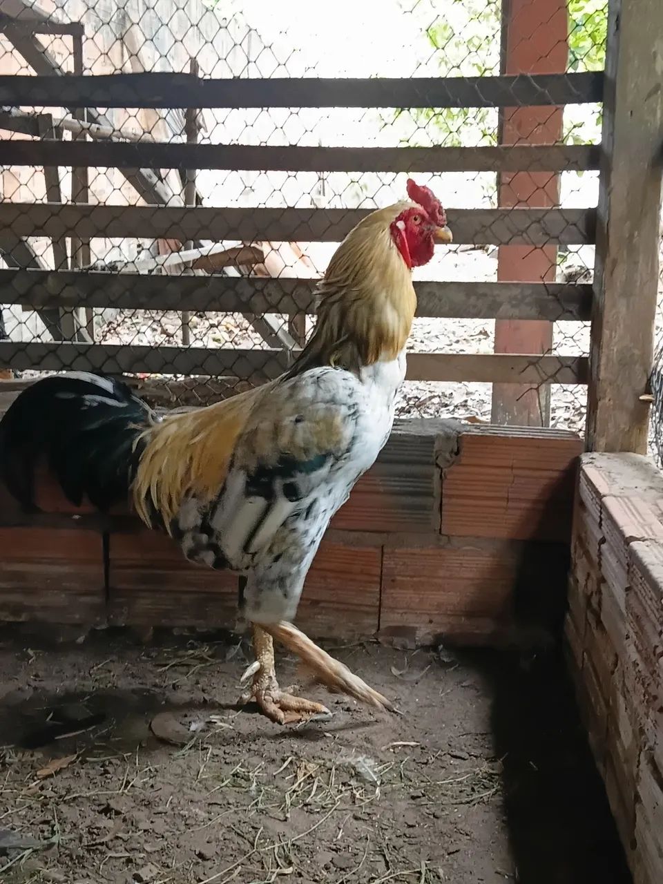 Vendo um lindo galo reprodutor - Foto 2