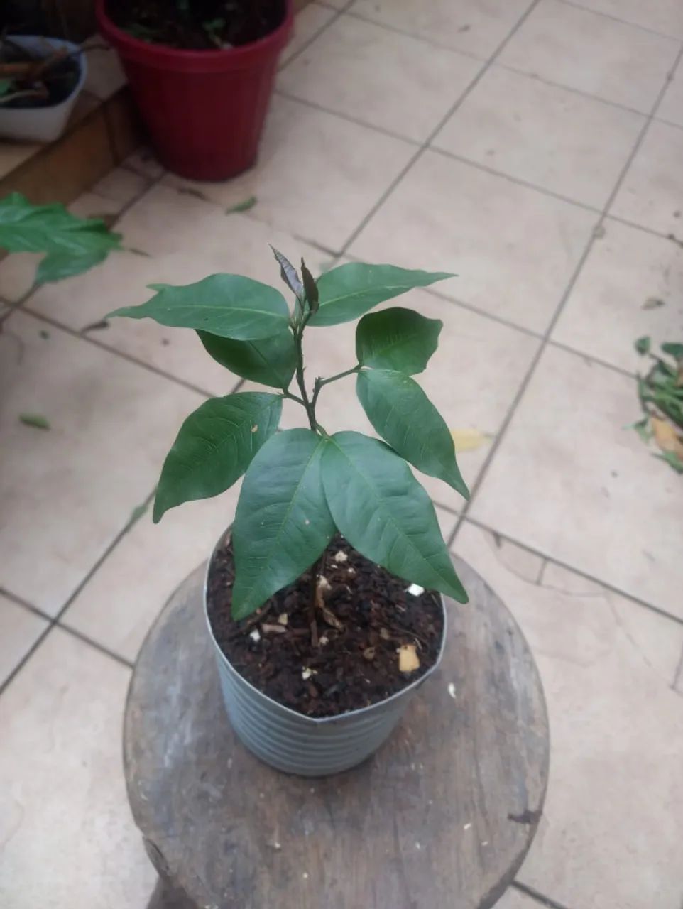 Vendo Mudas de Pitomba - Guarulhos - Foto 3