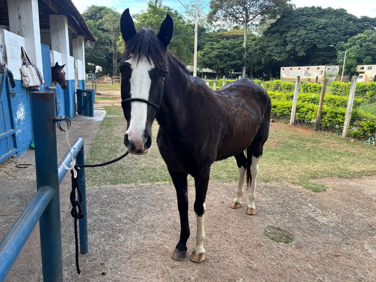 Cavalo SRD, preto e branco. - Foto 4