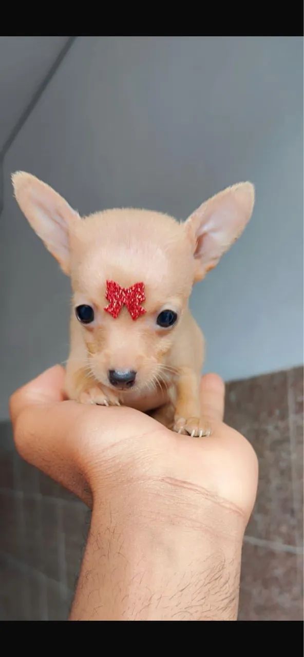 Pinsher vacinado com 48 dias 