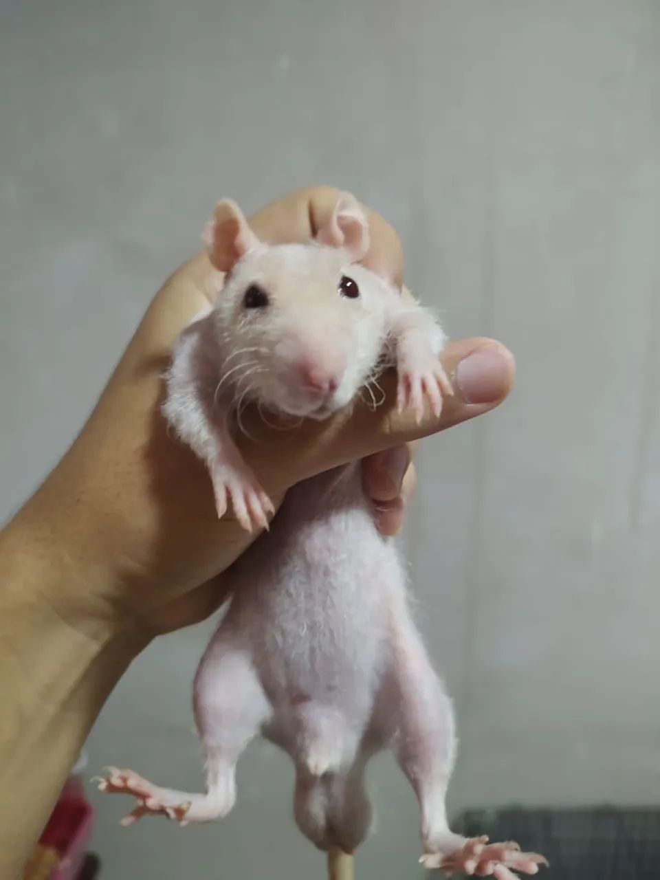 Kit 5 Ratos raça pelados + acessórios  - Foto 2