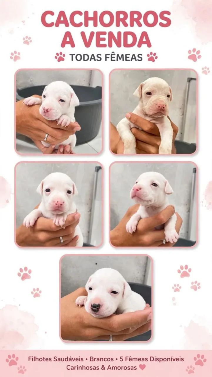 Vende-se Pitbull