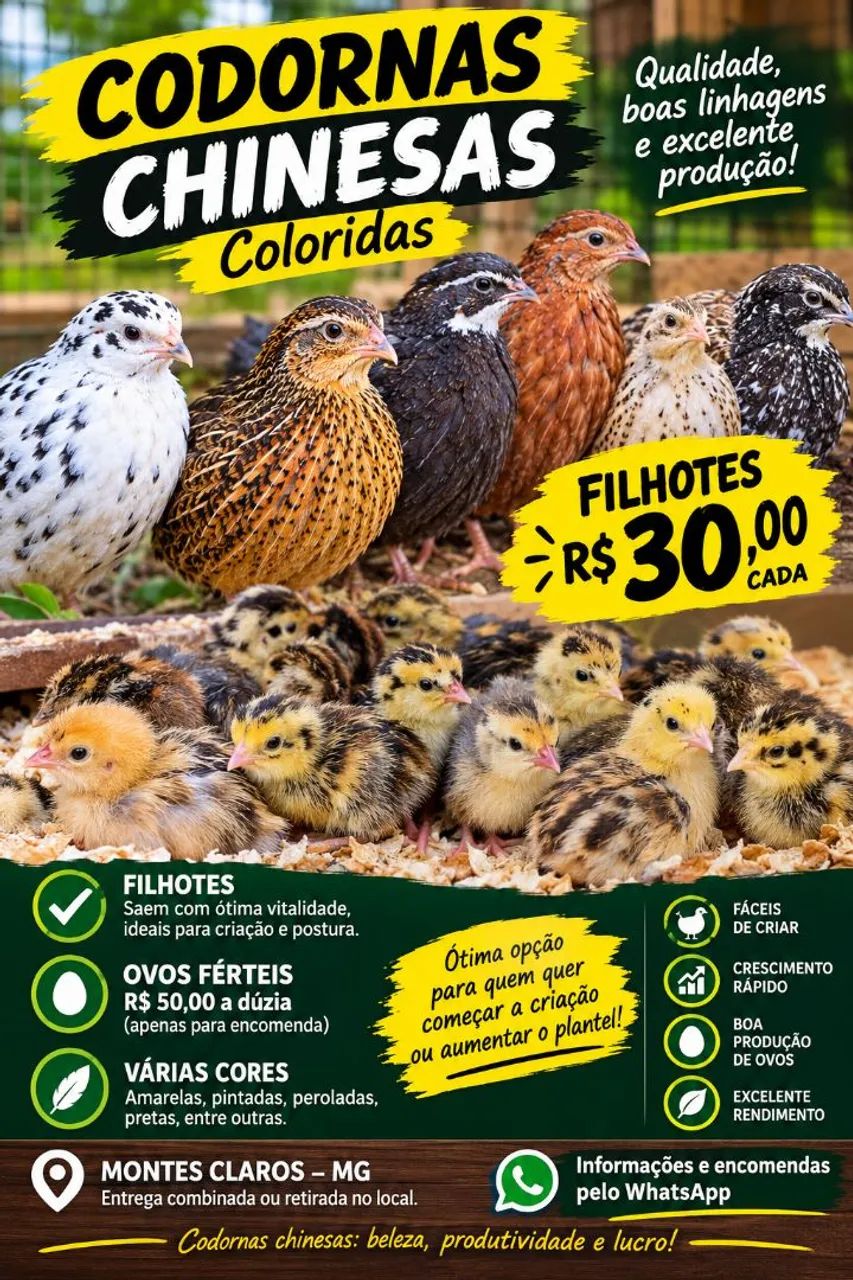 Codornas chinesas  - Foto 3