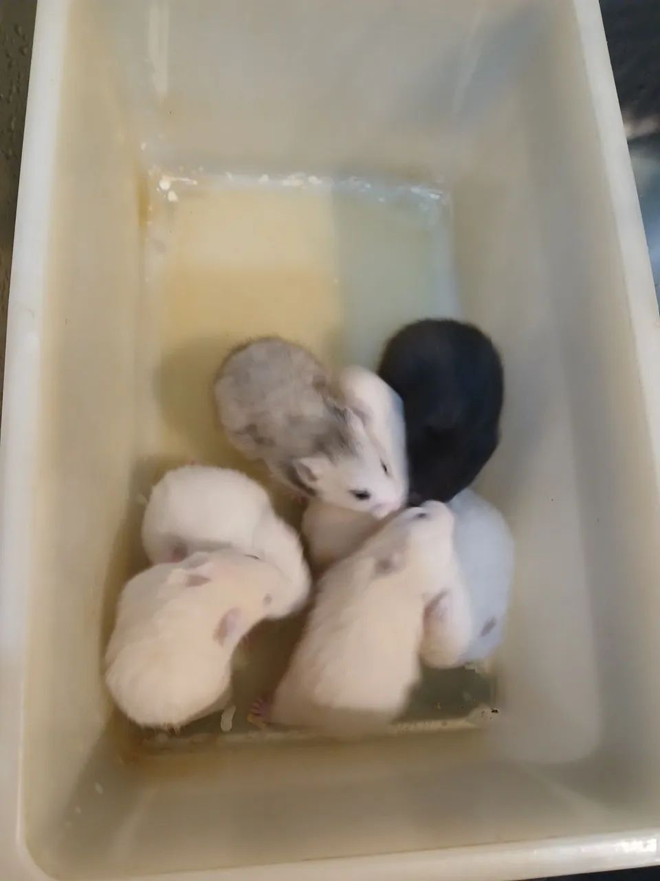 Hamster sírio  - Foto 2