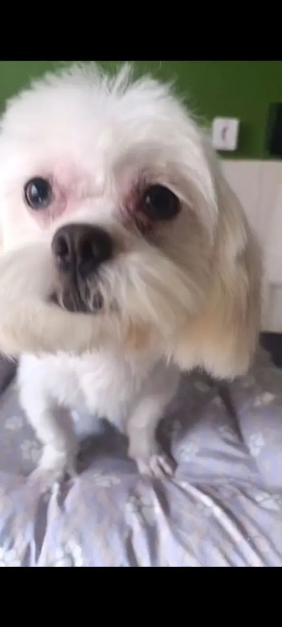 Venda de cachorro 