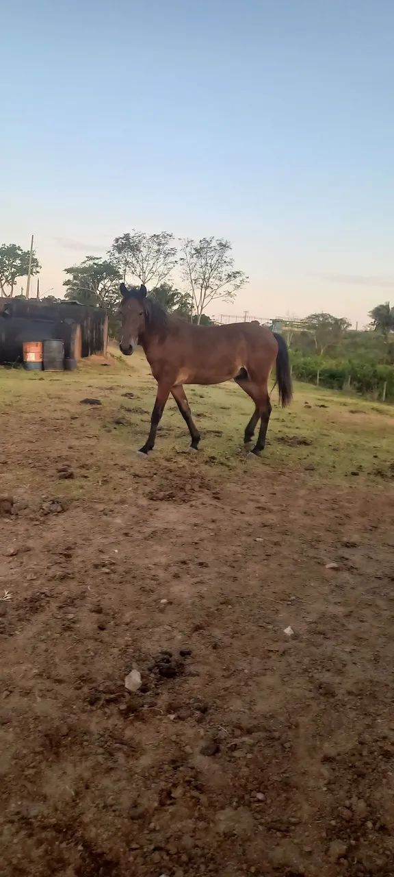 Cavalos