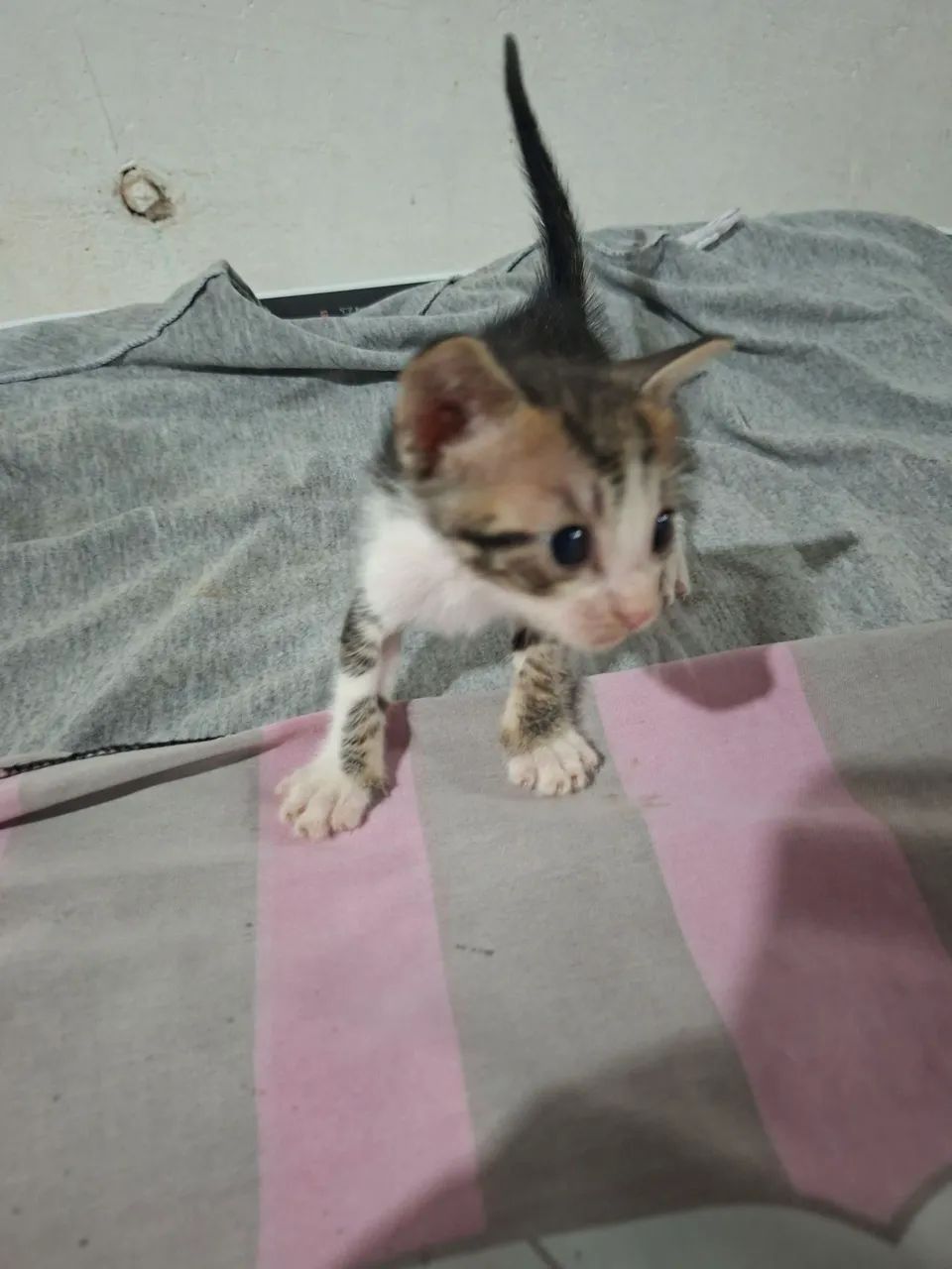 Gatinha - Foto 2