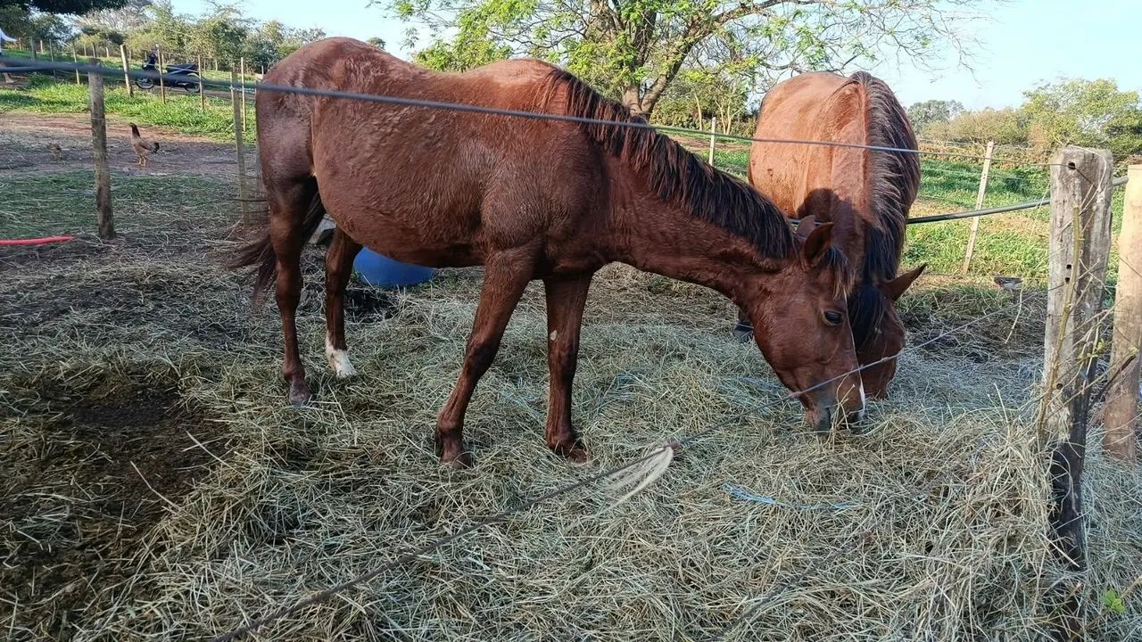 Cavalo QM PO - Foto 5