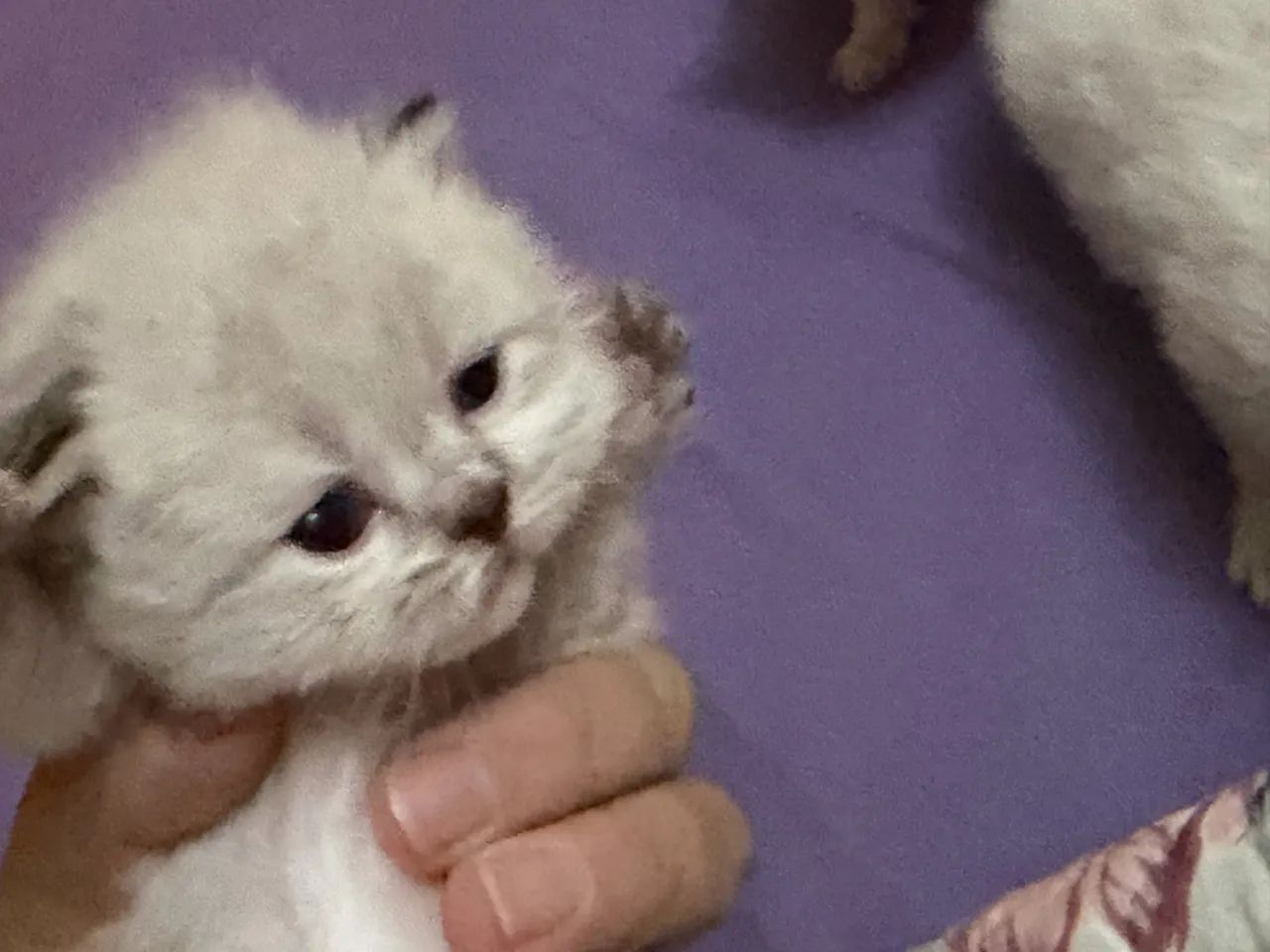Filhotes de gato persa fêmea  - Foto 4