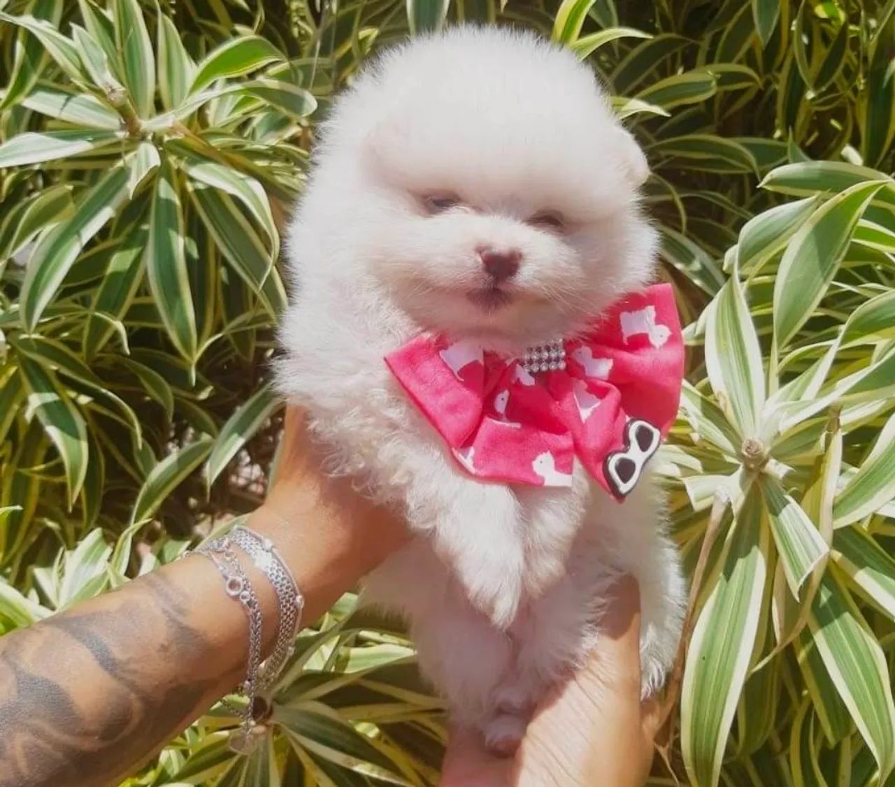 Lulu da Pomerania, filhote 45 dias, vermifugado