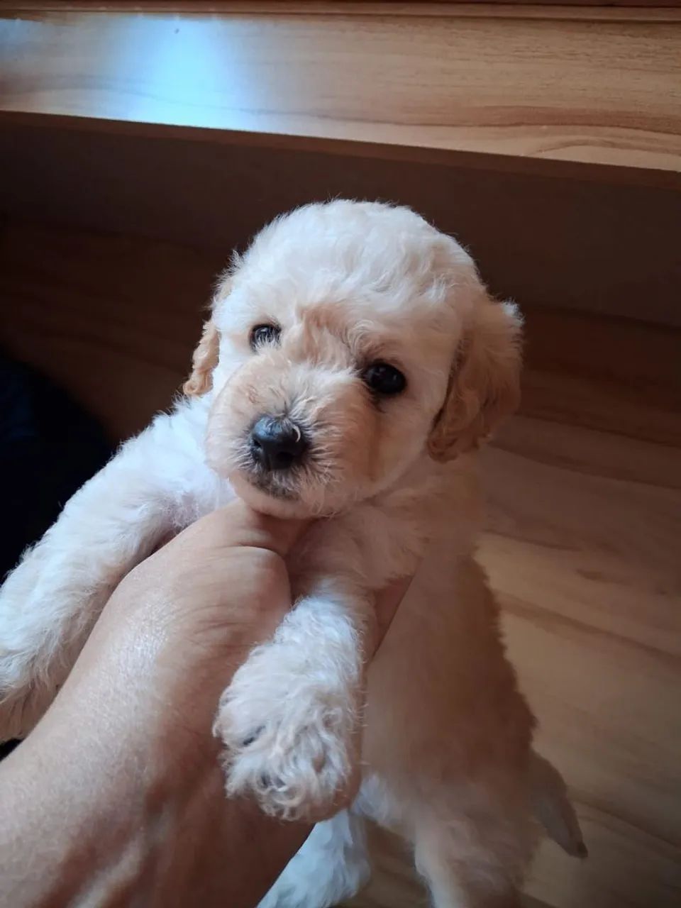 Vendo Poodle   - Foto 3