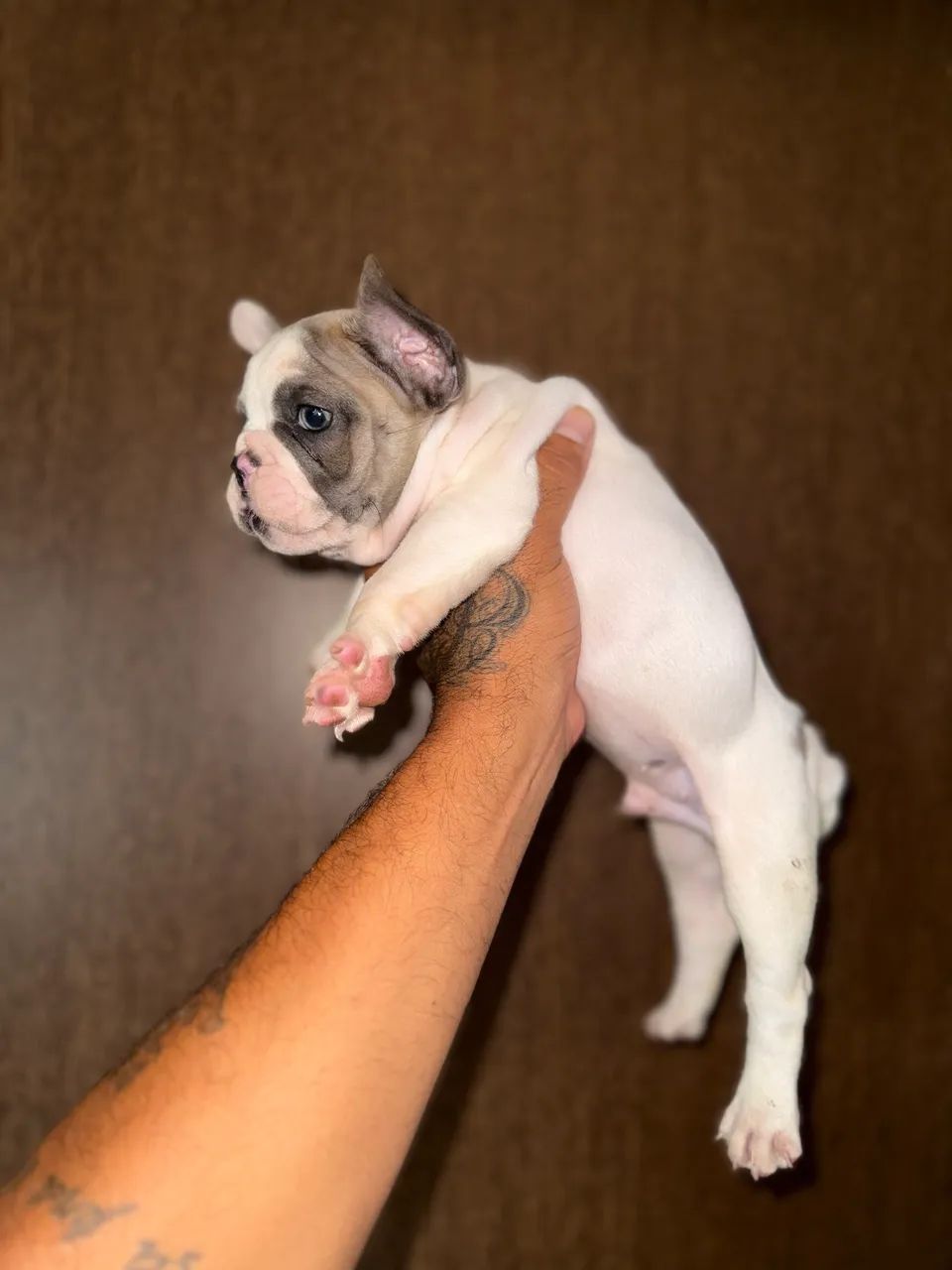 Bulldog francês  - Foto 4