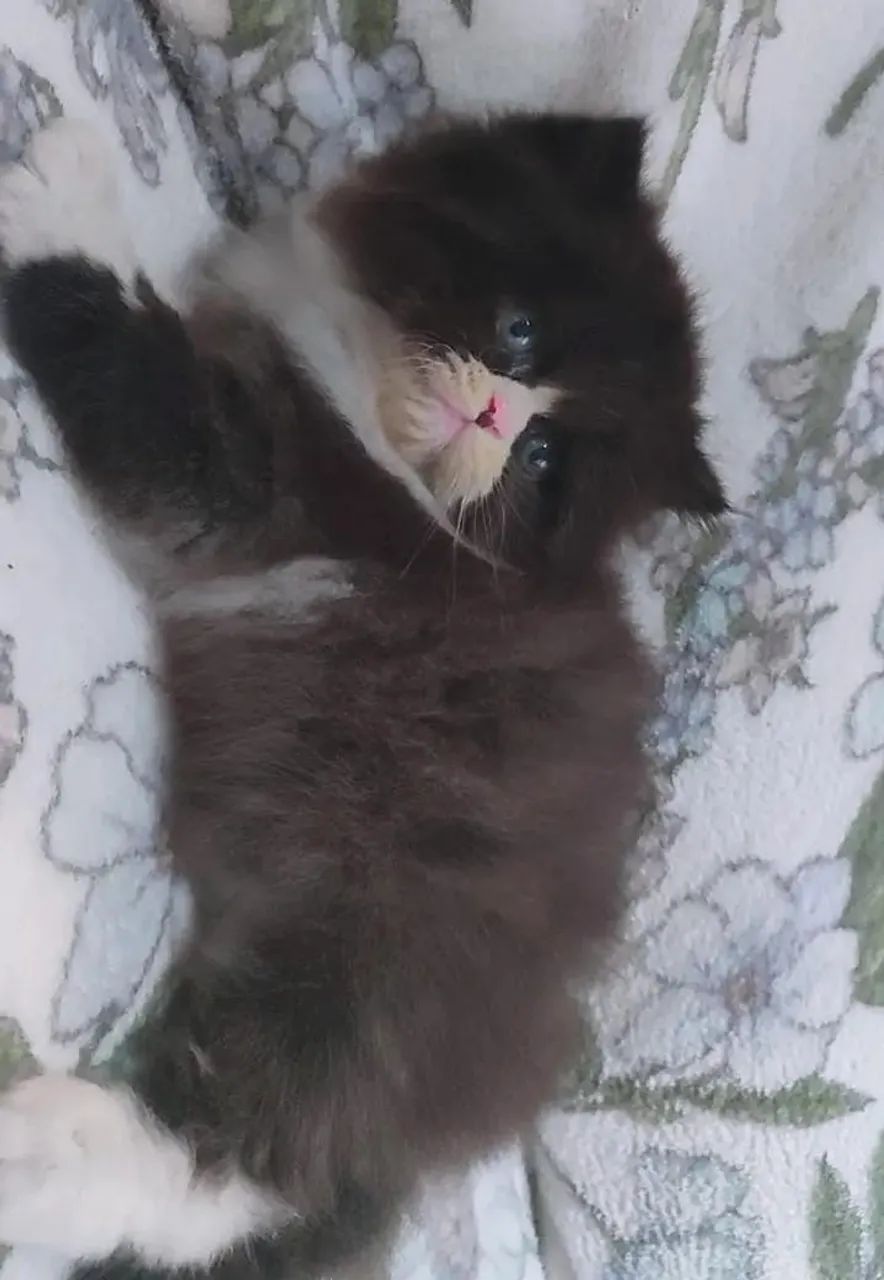 Gato persa  - Foto 5