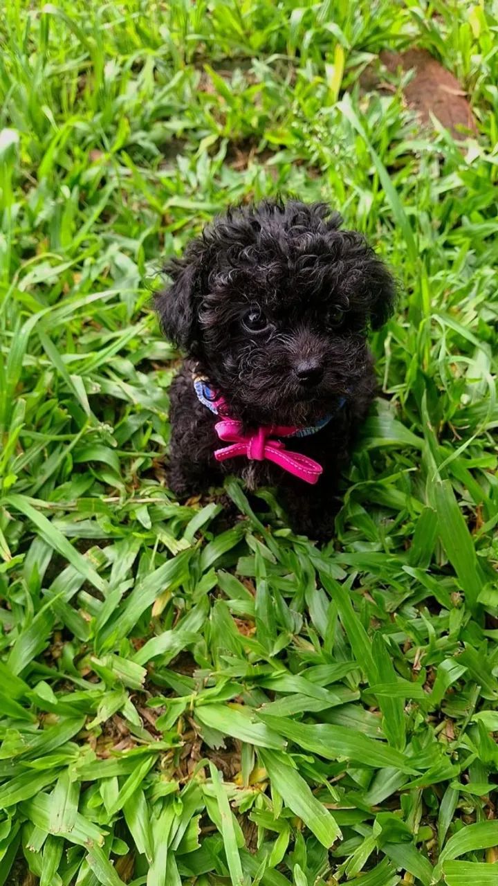 Poodle fêmea pretinha