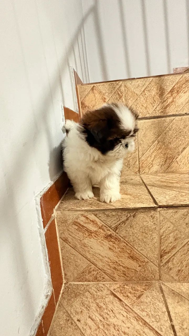Shihtzu macho