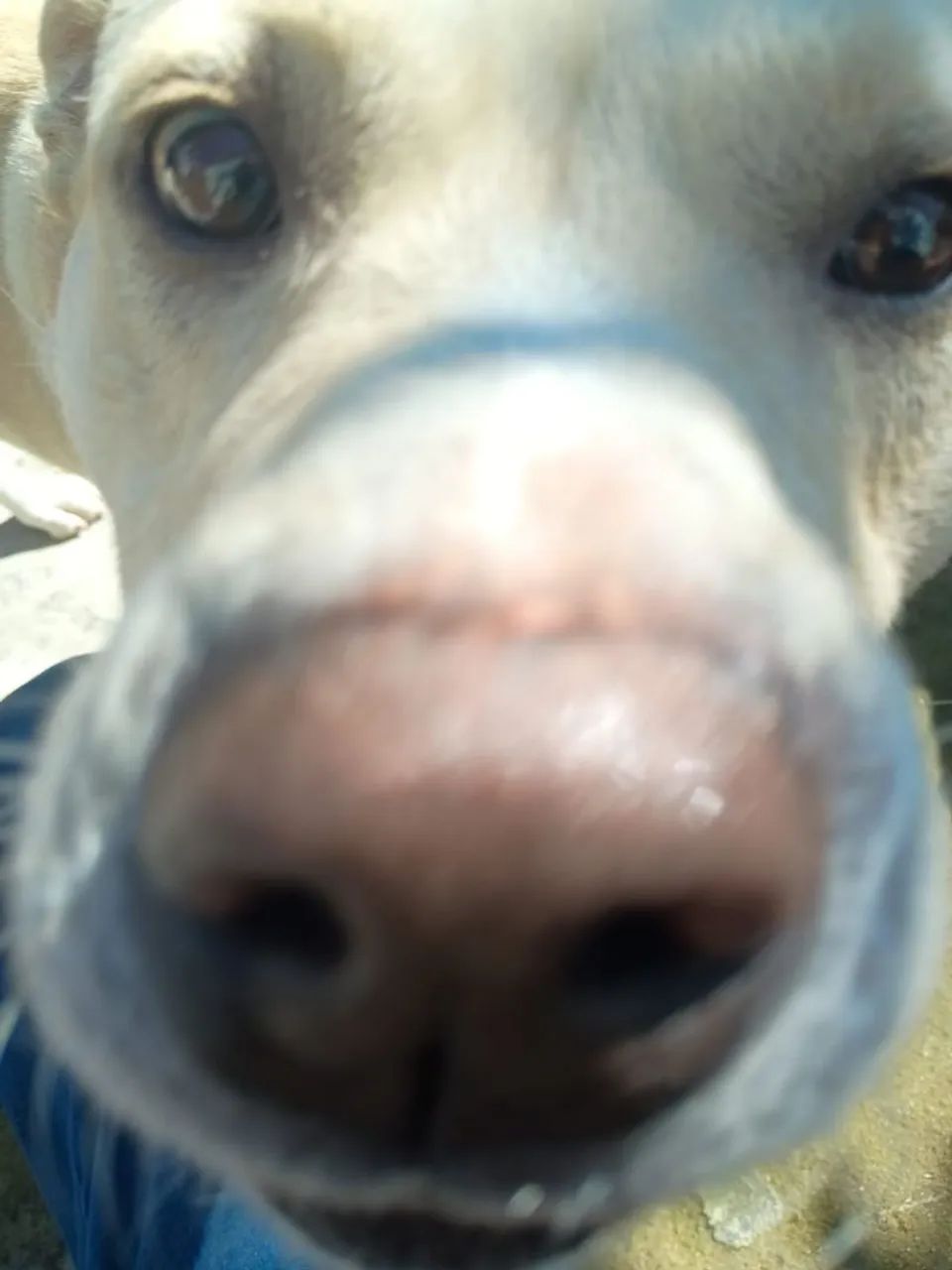 Doando cachorro (scobby)  - Foto 4