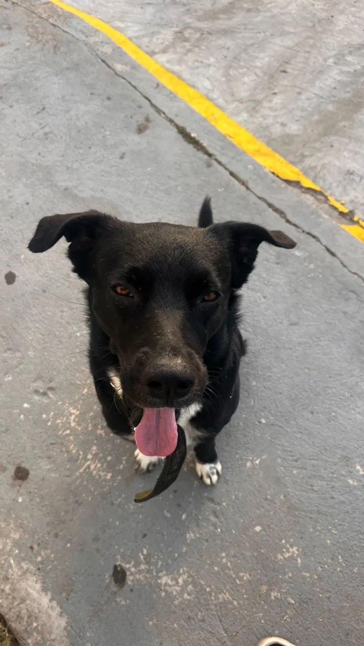 Cachorro para doação  - Foto 5