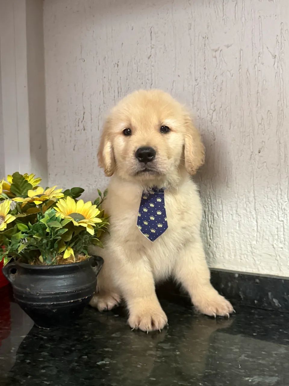 Golden retriever com pedigree ( macho )  - Foto 3