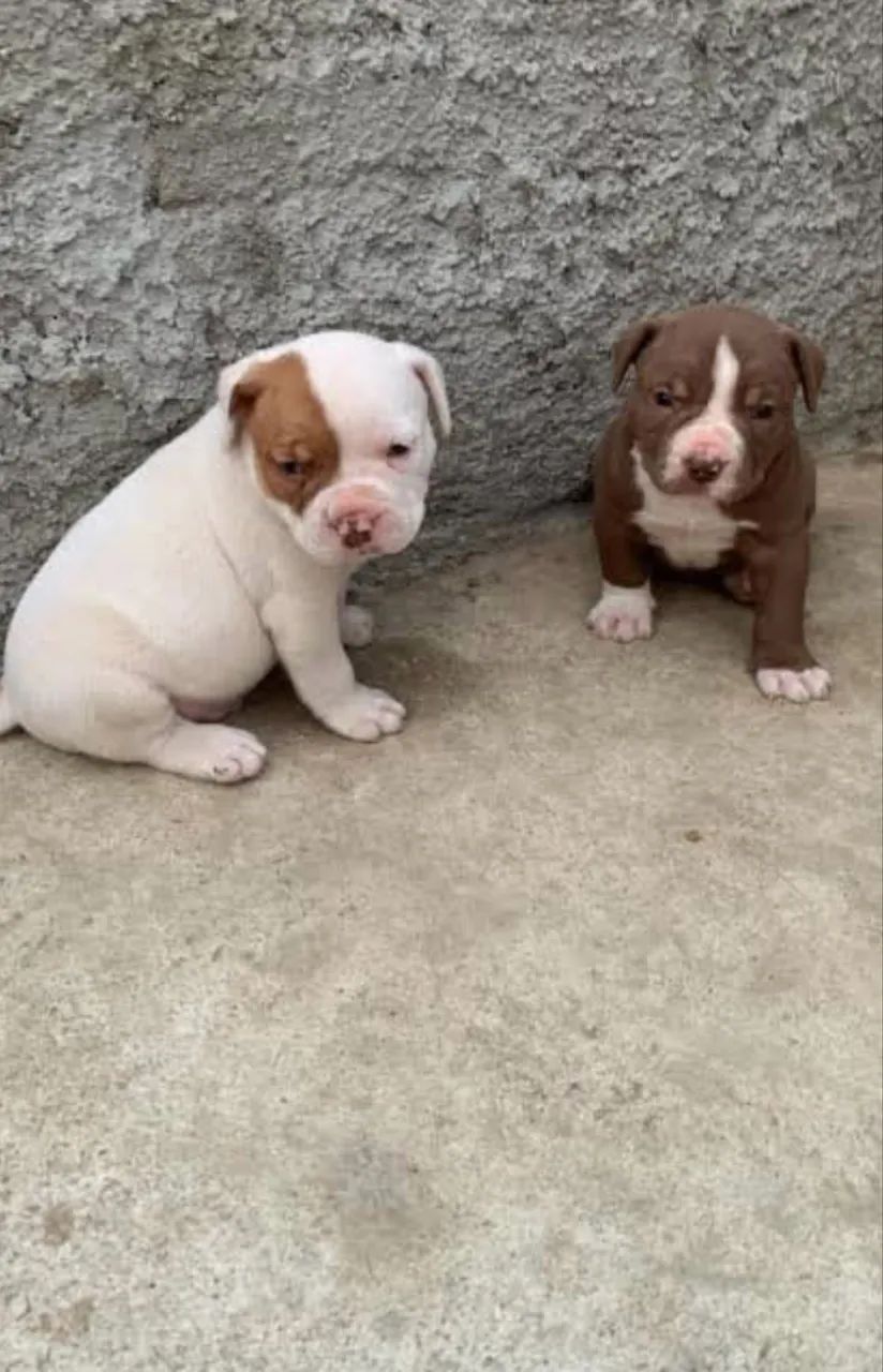 Pitbull zero  - Foto 3