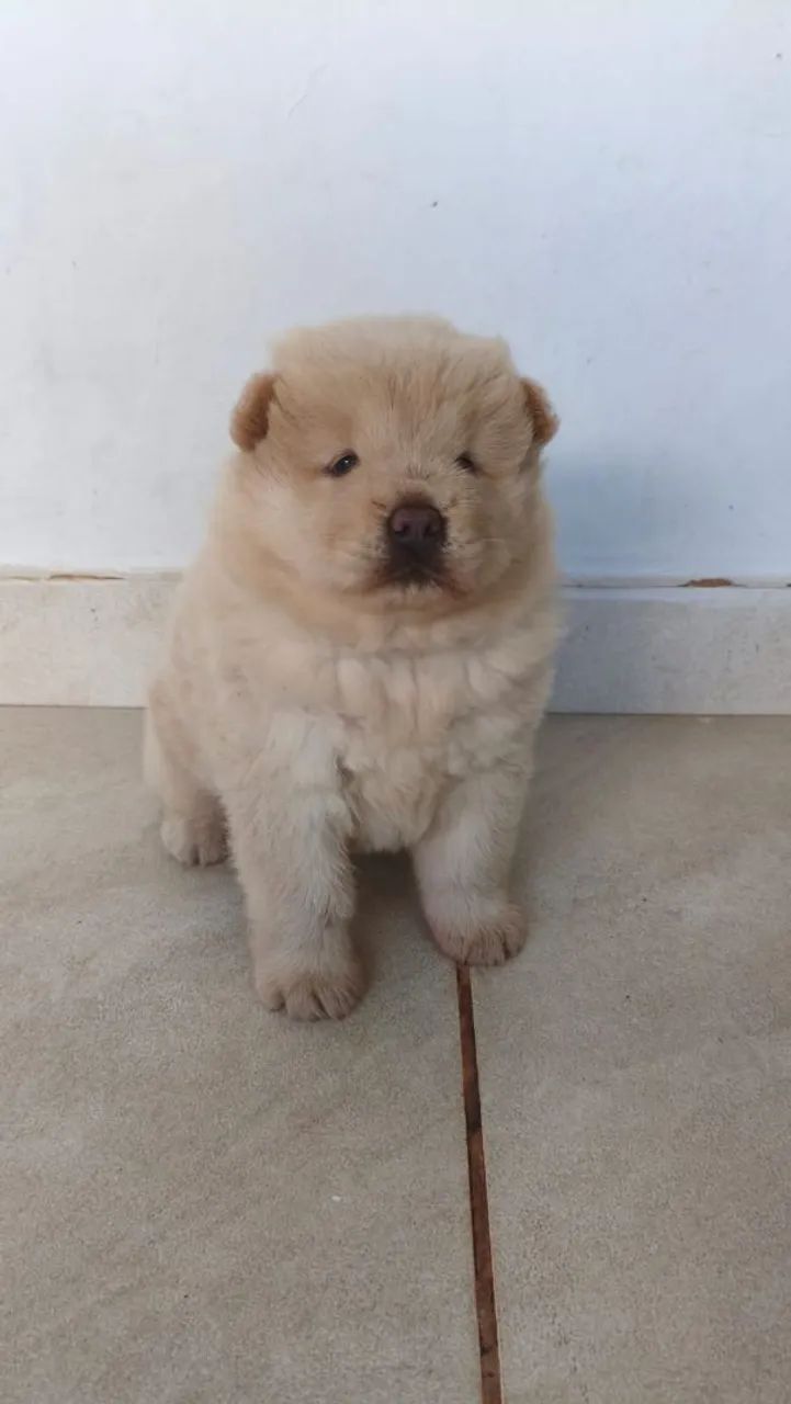 Filhote de Chow Chow  - Foto 4