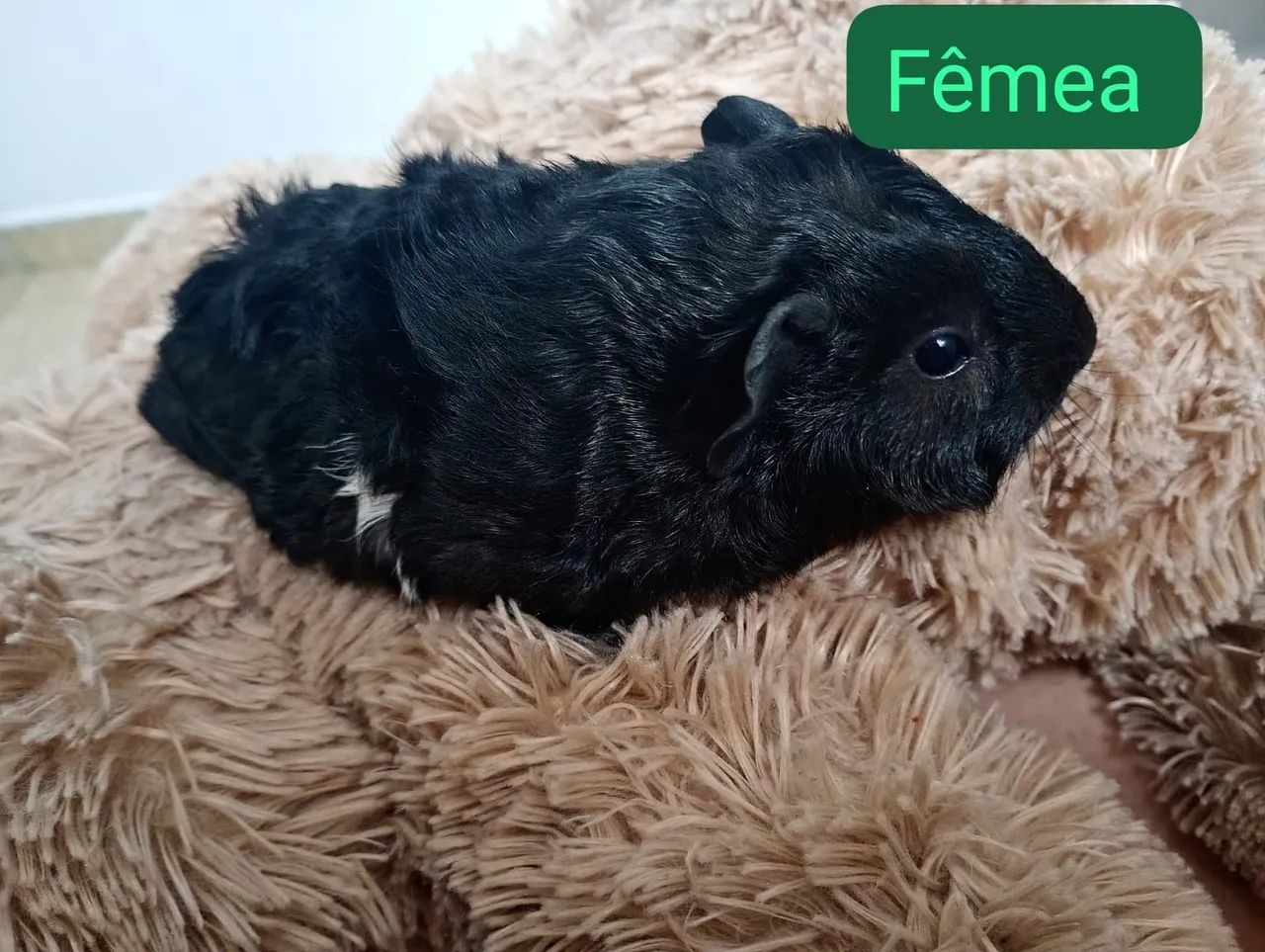 Vende se porquinho da índia  - Foto 4