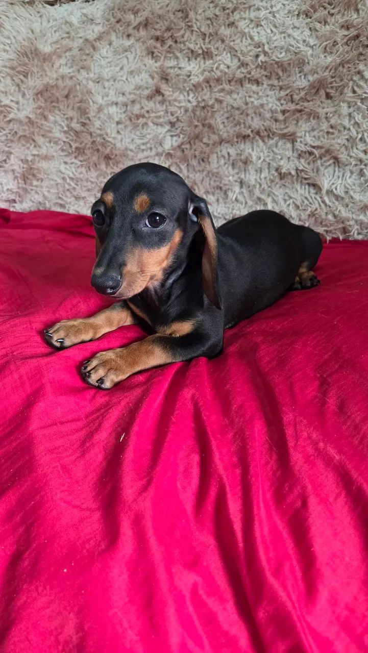 Fêmea Dachshund  - Foto 5