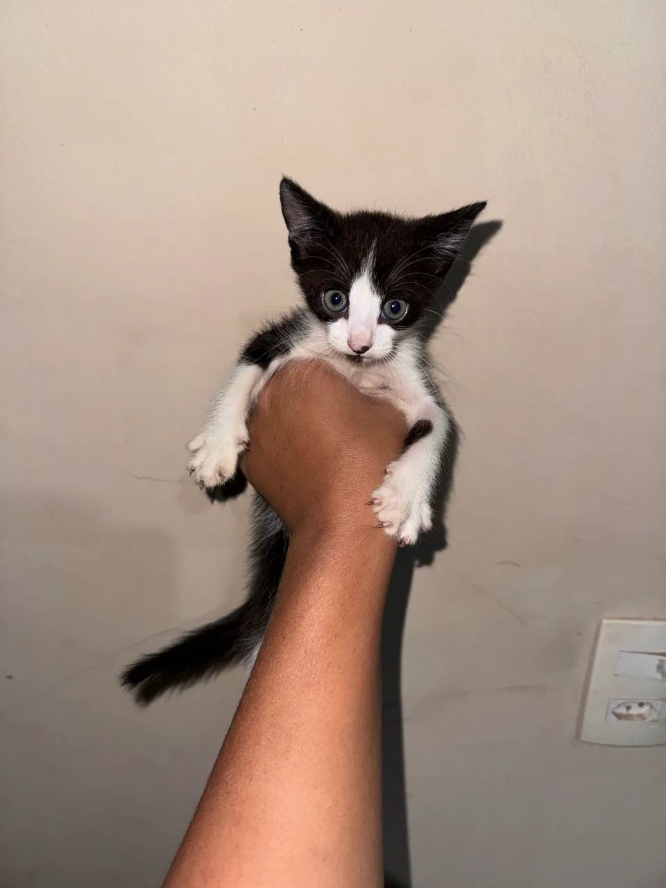 Doação de gatas fêmeas  - Foto 4