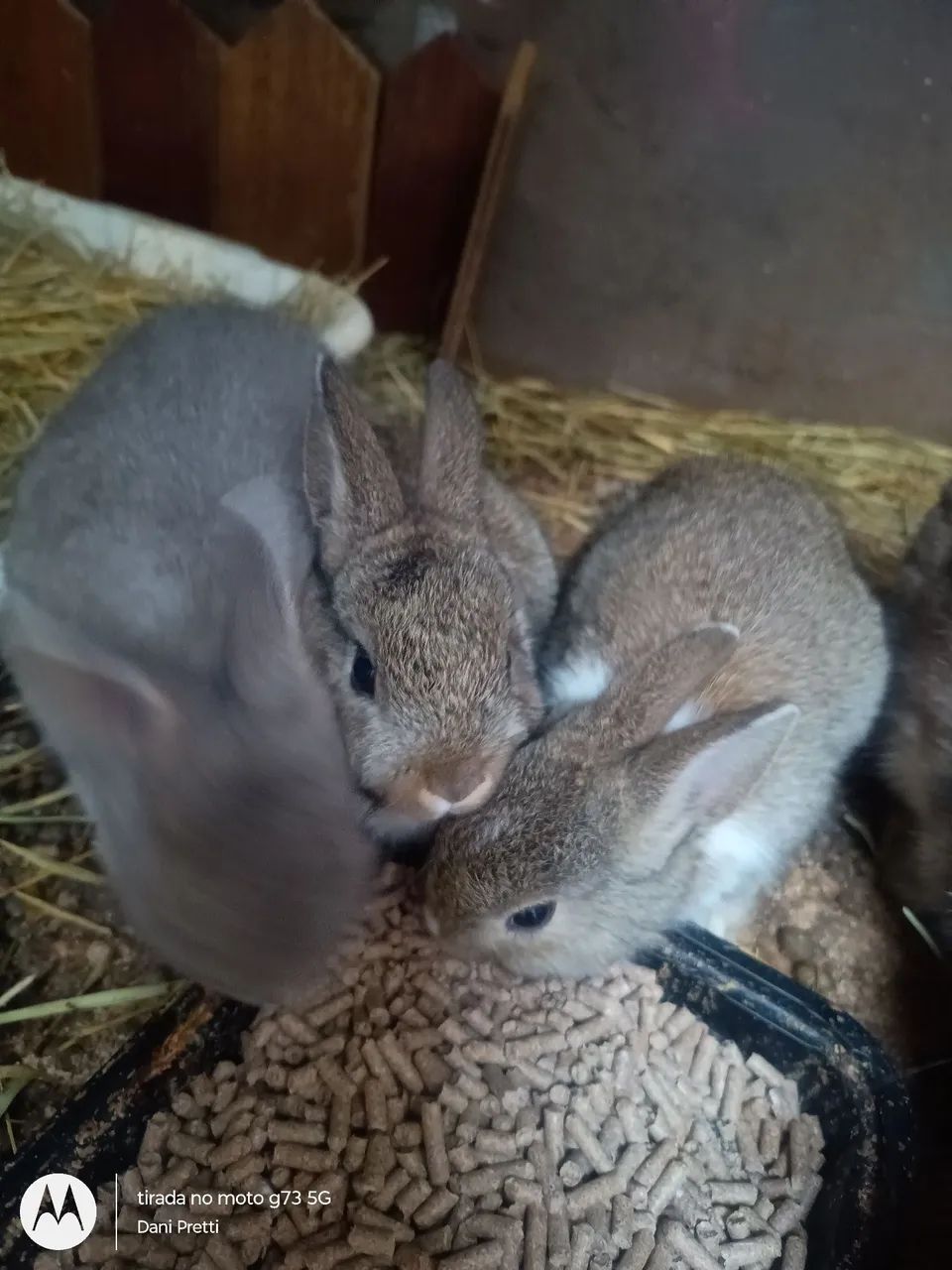 Coelho Netherland Dwarf Mini - Foto 4
