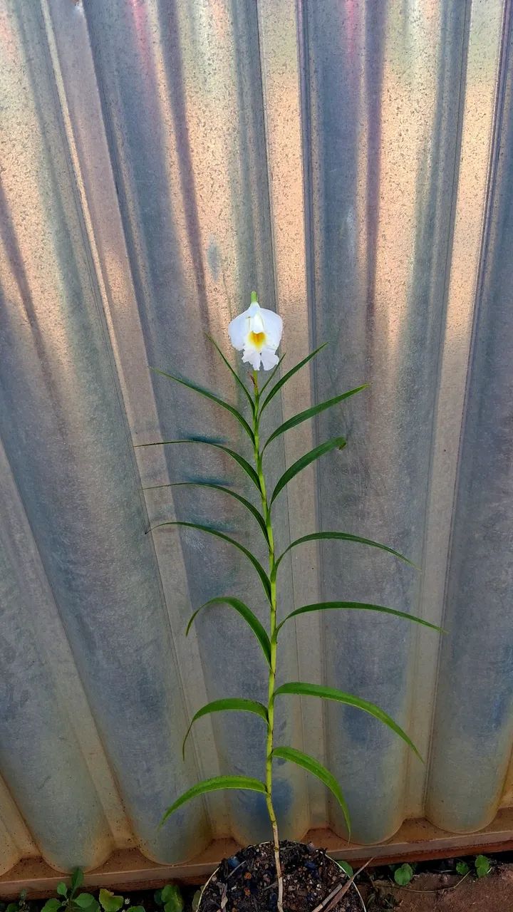 Orquídea bambu albina  - Foto 2