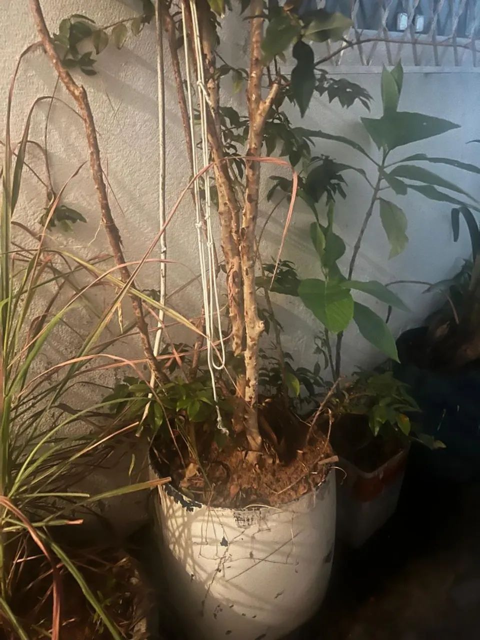 Vende-se jabuticaba  - Foto 2