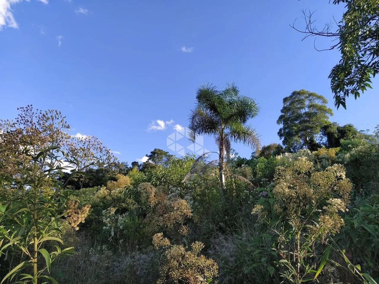 Terra no Vale dos vinhedos - Foto 4