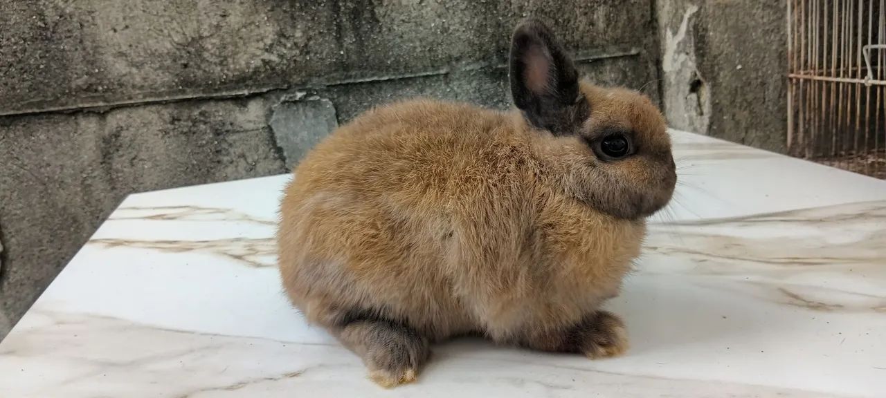 Netherland dwarf  - Foto 2