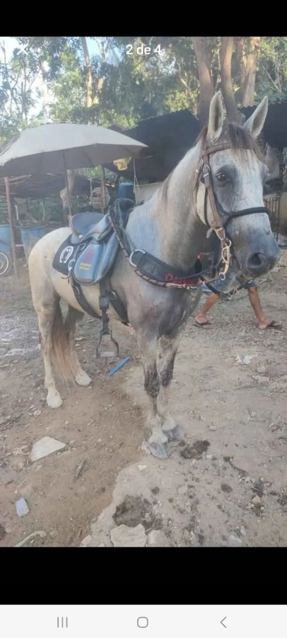 Cavalo mangalarga  - Foto 4