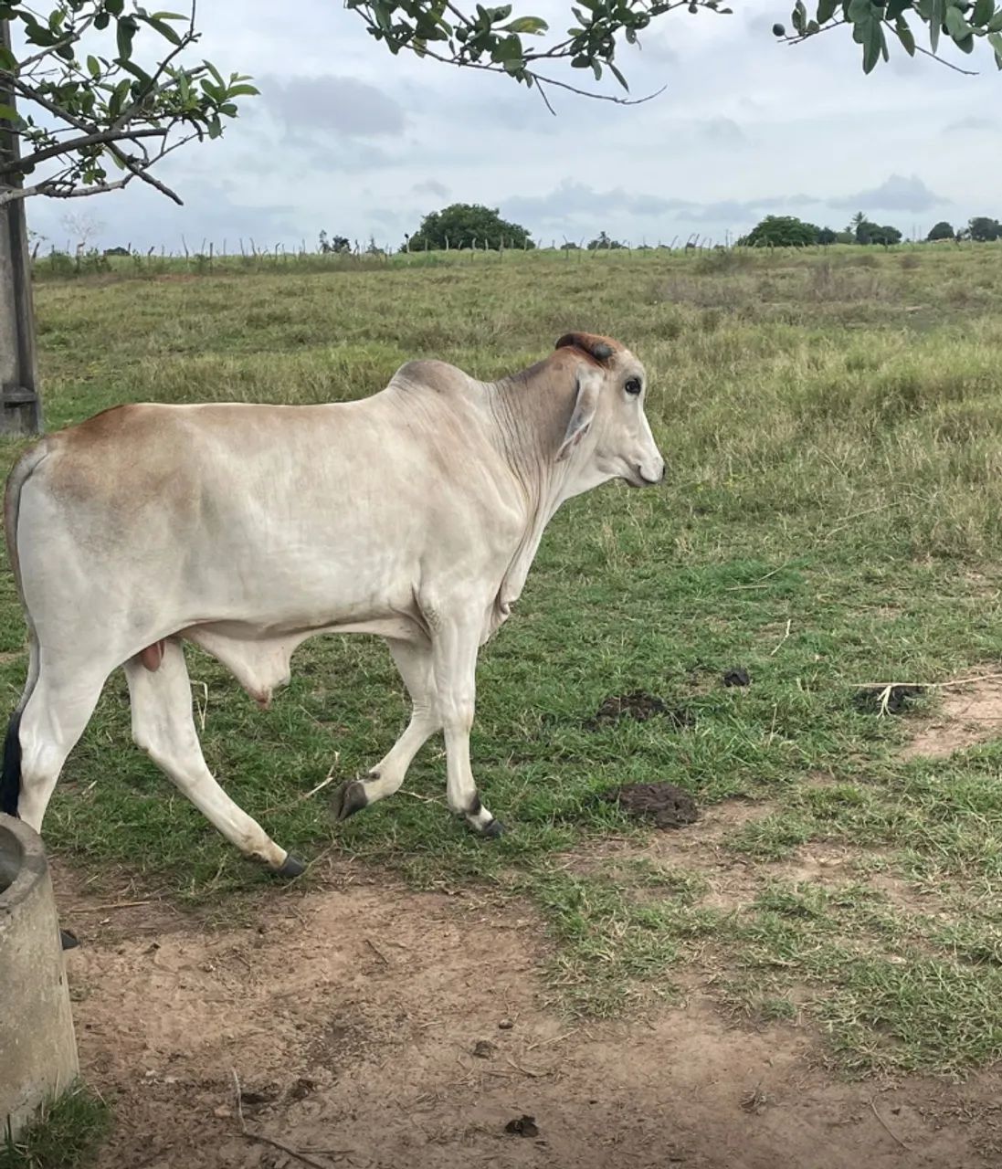 Bezerro Gir c/ Nelore - Foto 2