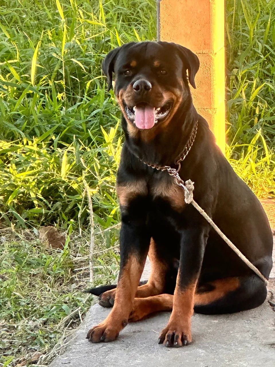 Filhotes de ROTTWEILLER - Foto 4