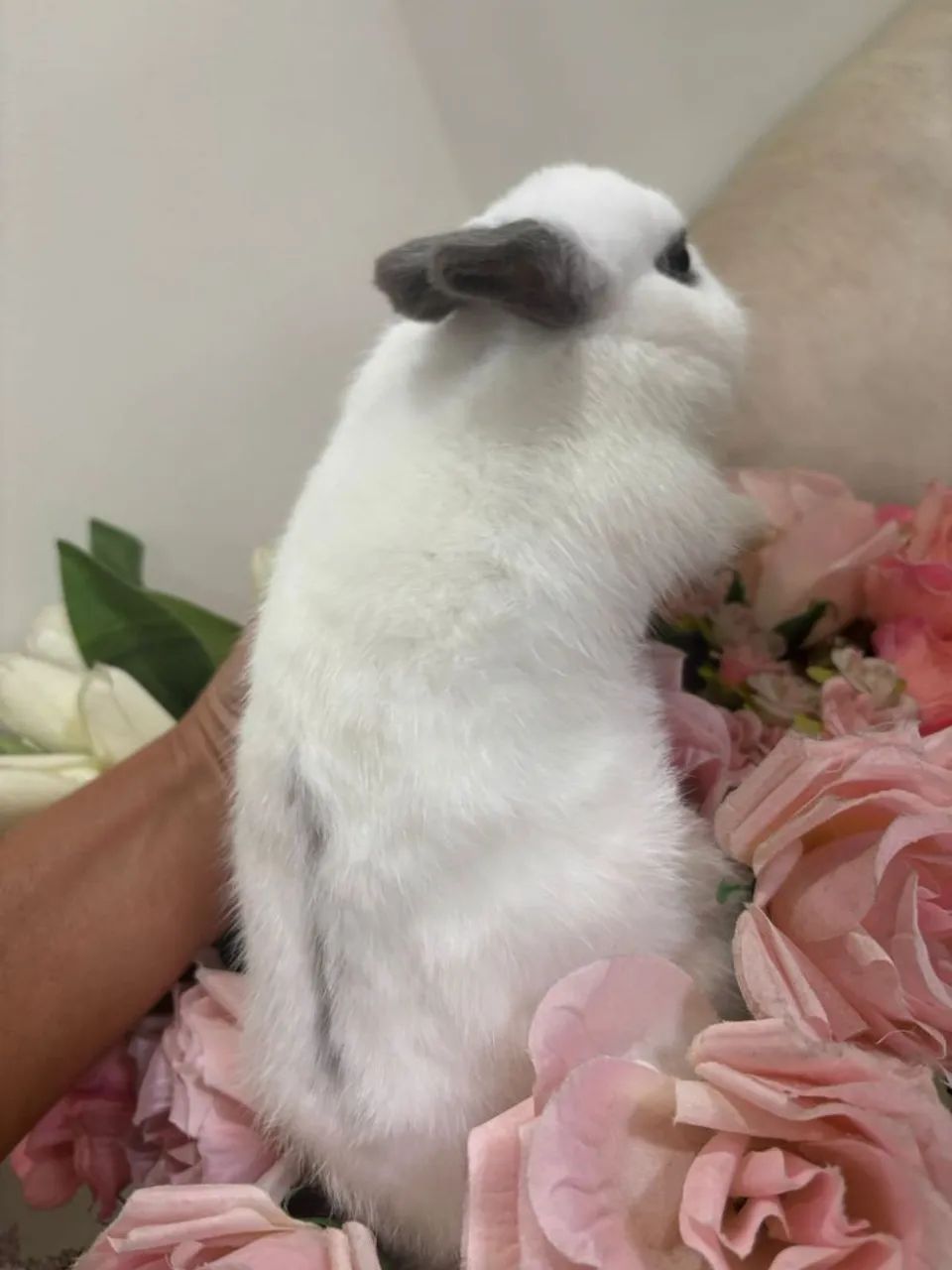 Filhotes de coelhos anao de netherland  - Foto 5