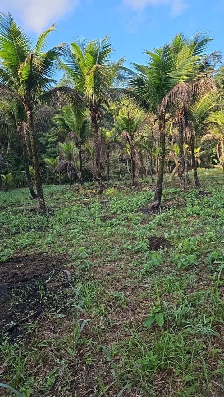 Sítio no mamangua em Paraty 