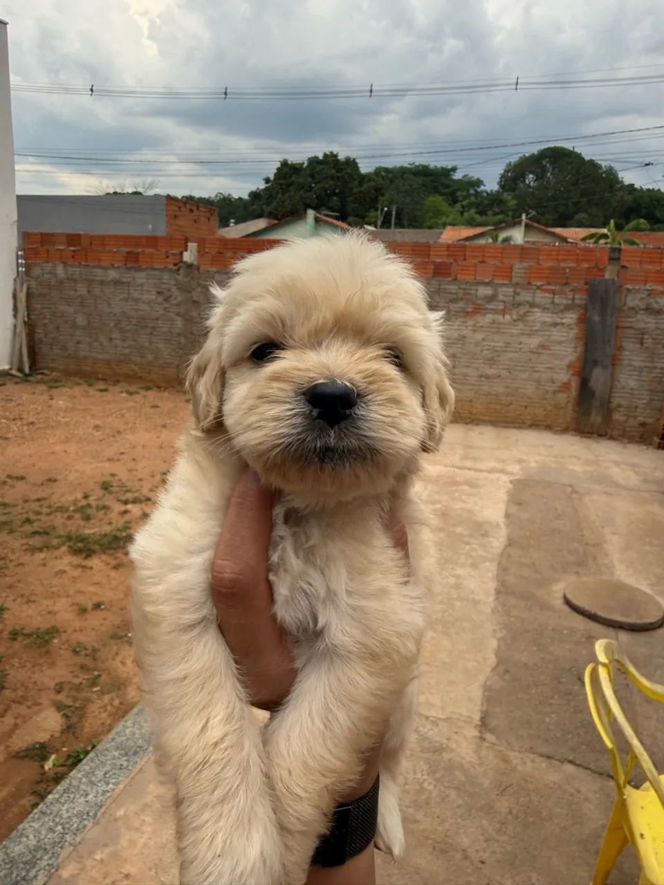 Cachorro  - Foto 3