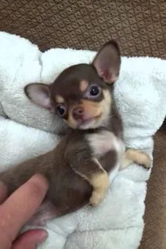 Chihuahua Machos e Femeas  - Foto 2