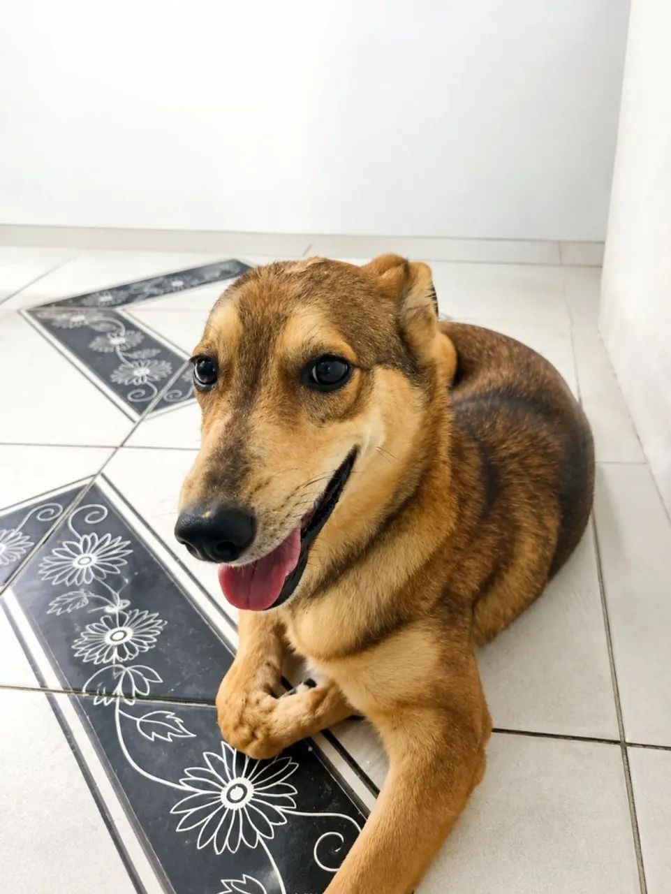 Doa-se cachorrinha com 5 meses de idade!
