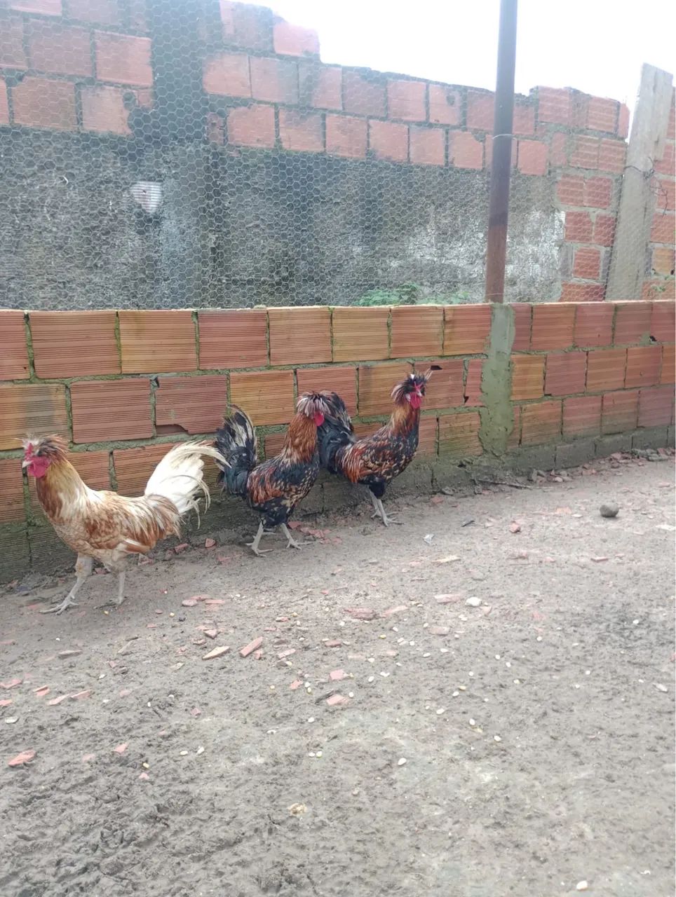 Frangos polonês - Foto 4
