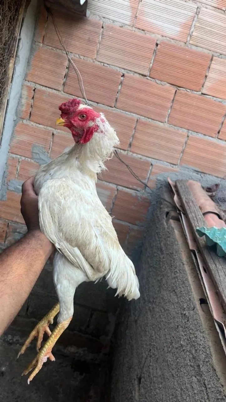 FRANGO ÍNDIO... - Foto 4