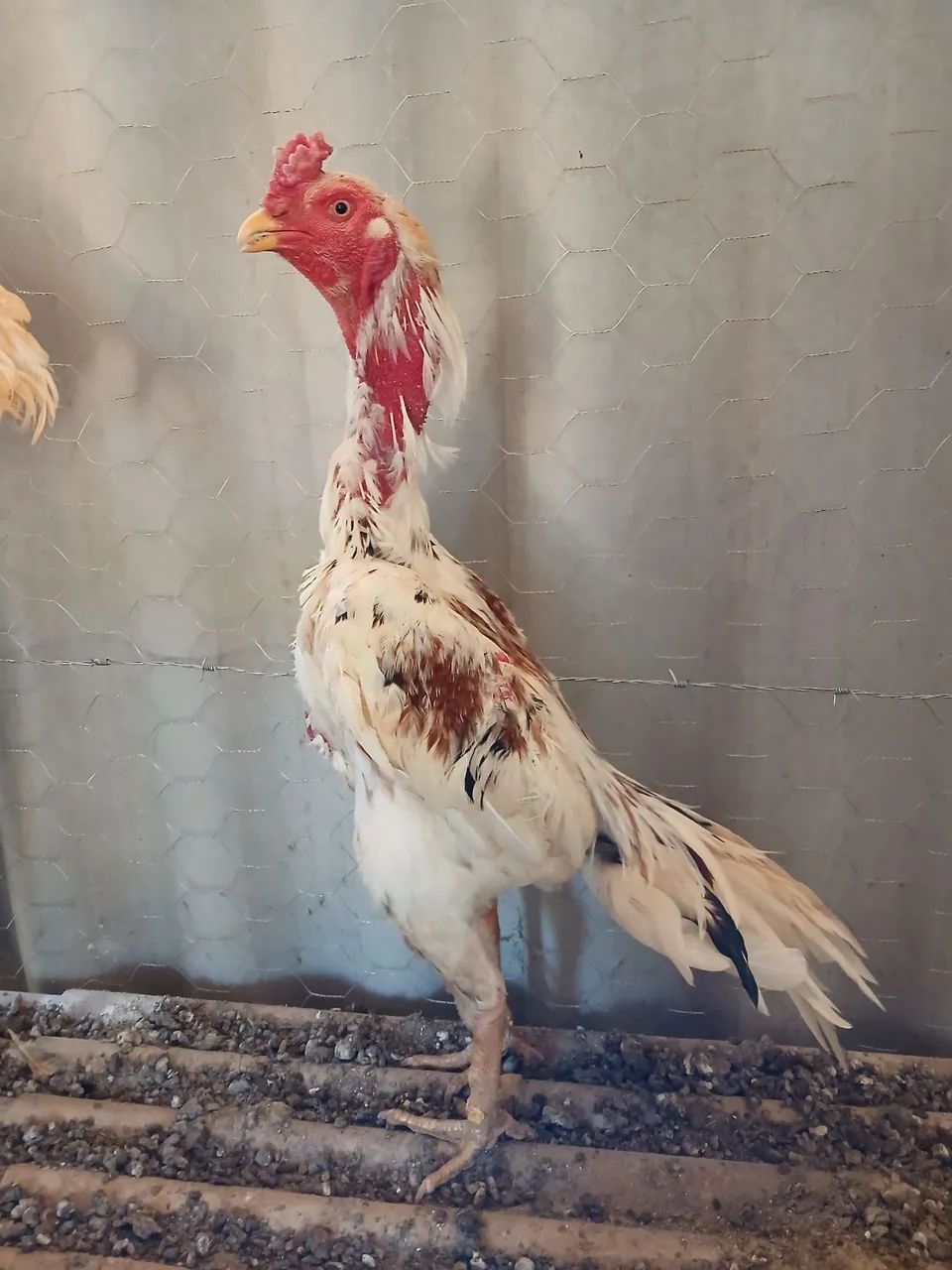 Frango Mura - Foto 2