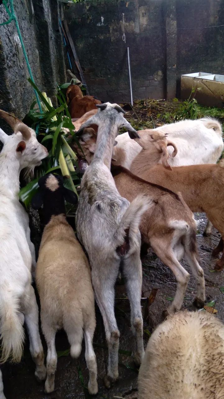 Animais a venda - Foto 2