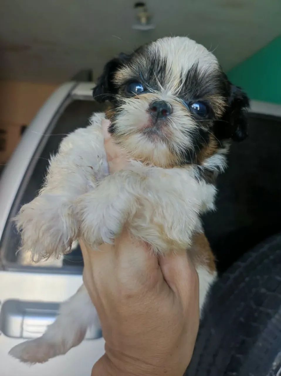 Shitzu macho disponível ? - Foto 2