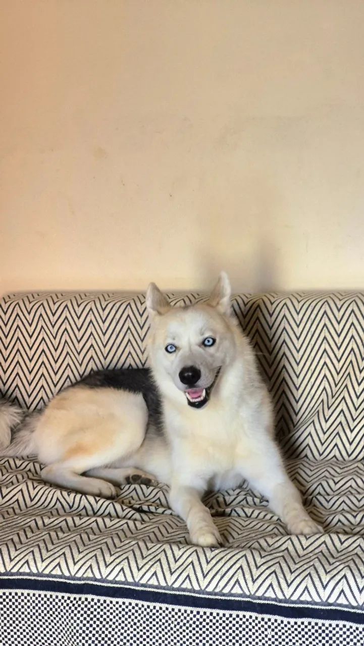 Namoro de cachorro