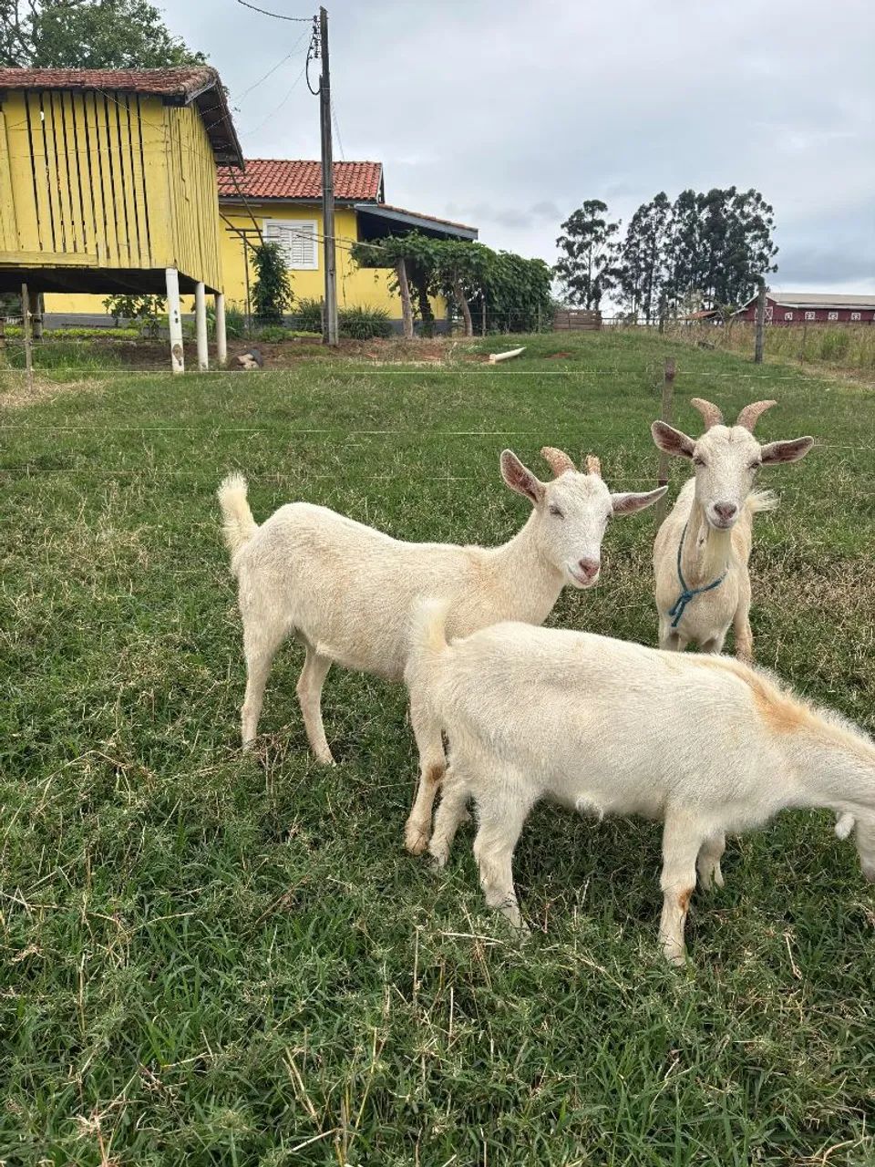 Cabras a venda