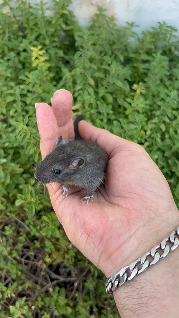 Esquilo da Mongólia (gerbil) - Foto 2