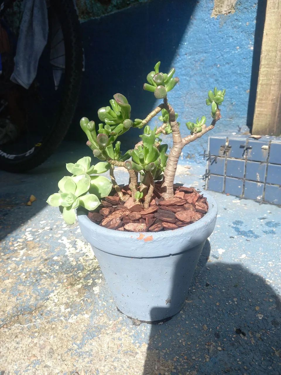 Suculenta...  - Foto 3